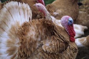 turkeys for blog