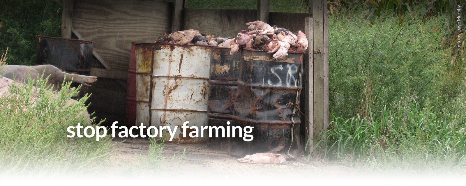 Stop Factory Farming - Watershed Media